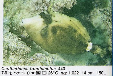 Cantherhines fronticinctus